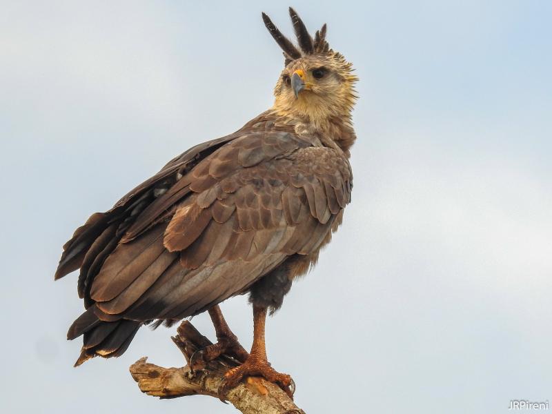  José Roberto Pireni - Fotografia inédita da águia-cinzenta, feita em 2018, uma ave com grande risco de extinção