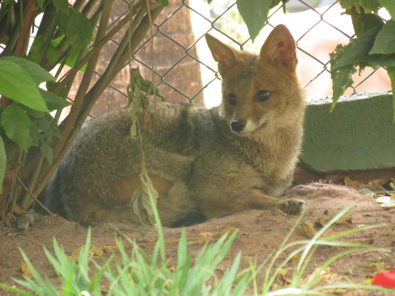 Cidade da Criança/Cedida - Vítima de atropelamento, Fox, uma raposa-do-campo macho, reside no zoológico do complexo