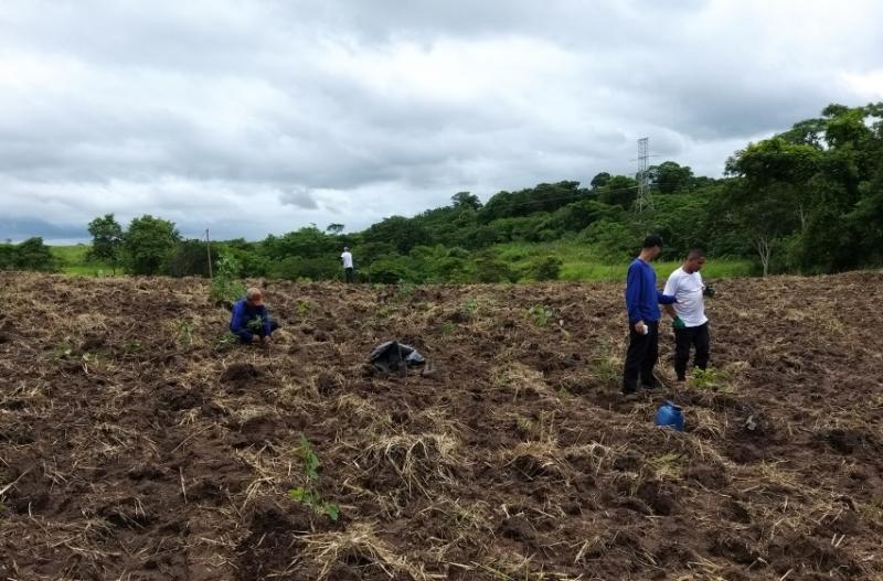 Cedida  - Plantio faz parte do programa Prudente Mais Verde