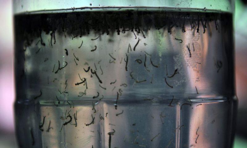 ABr - Proliferação do mosquito Aedes aegypti preocupa a região