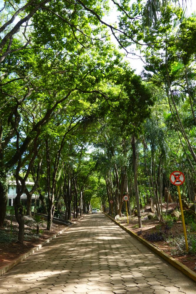 Foto: Esse corredor verde é um dos belos cenários do campus II da Unoeste