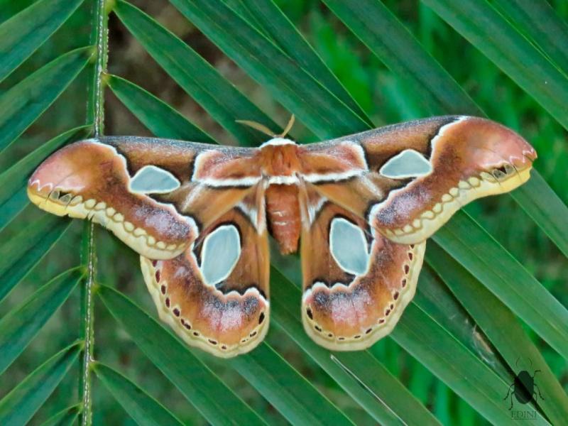 biólogo registra exuberância da fauna da região de presidente prudente