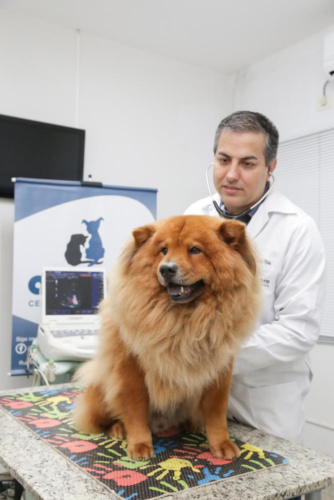 veterinário de presidente prudente fala sobre problemas cardíacos em pets