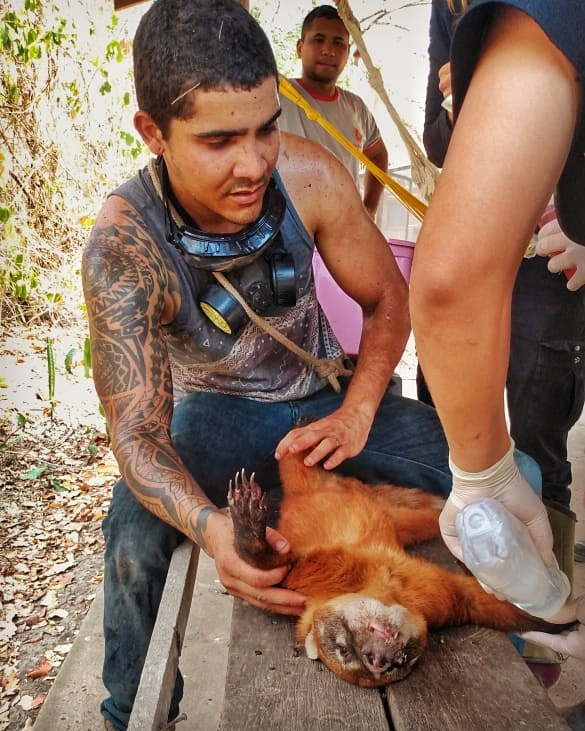 thiago, baiano que mora em presidente prudente, ajuda a salvar quati em incêndio no pantanal