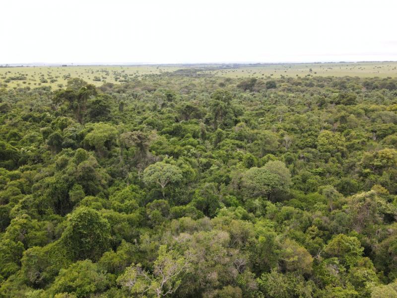 mata atlântica pontal do paranapanema