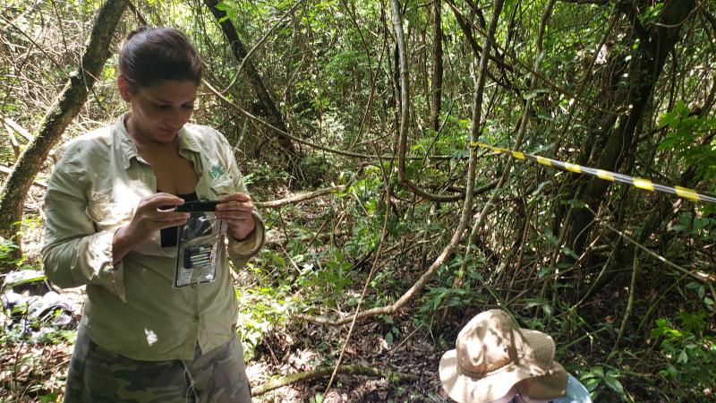 gravadores mata atlântica pontal paranapanema