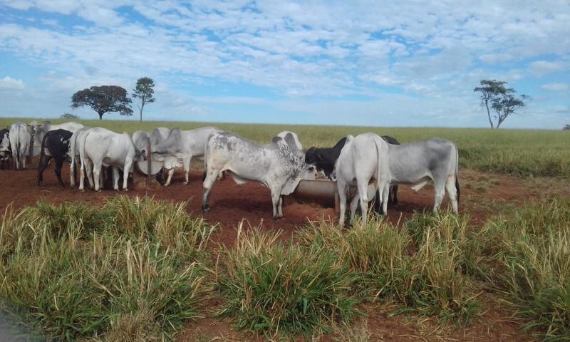 inverno prejudica agricultura na região de presidente prudente