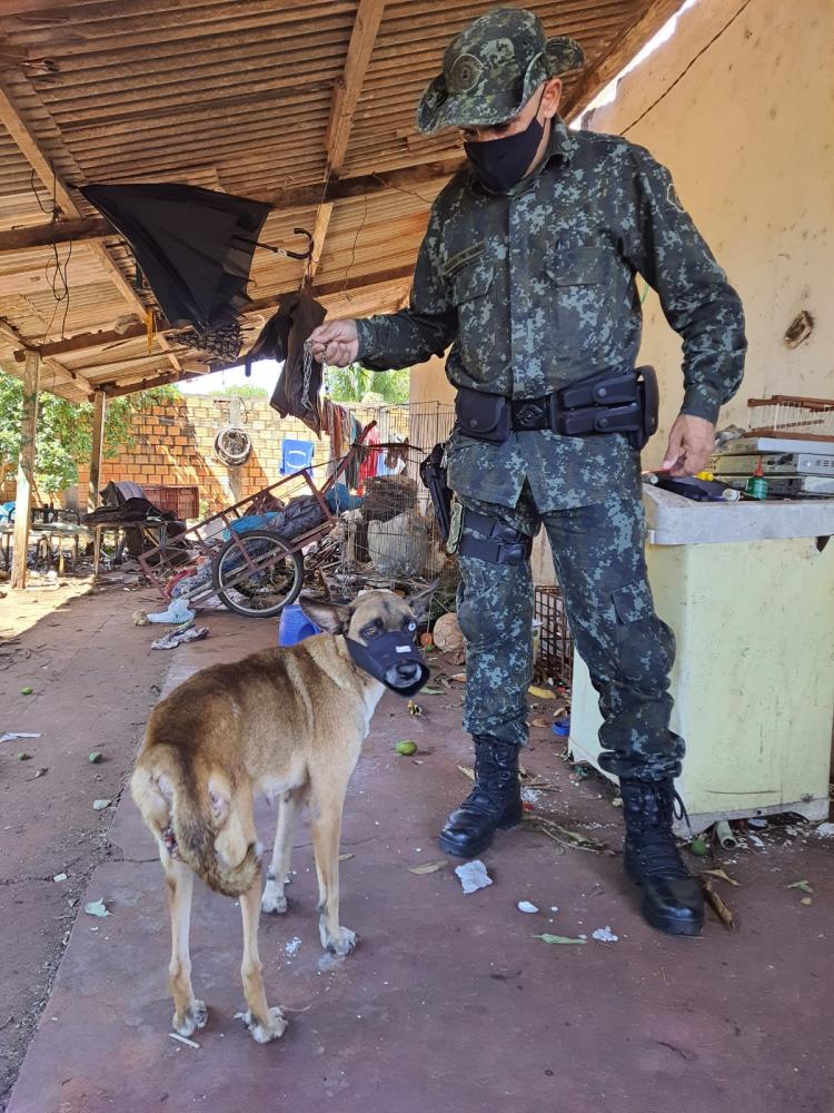 denúncia maus-tratos e zoofilia contra morador de rosana região presidente prudente