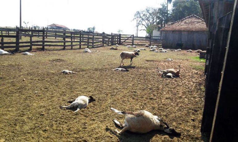 Arquivo pessoal / Facebook, Polícia não descarta possível ataque de onça contra carneiros