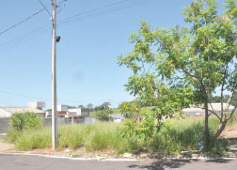 José Reis, Mato alto em terrenos baldios incomoda vizinhança do bairro