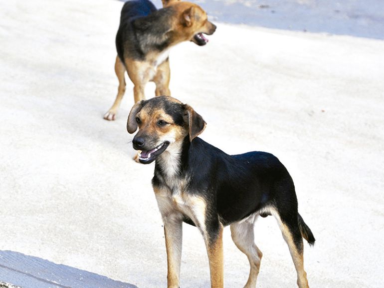 Arquivo, Projeto defende ações que resguardem a vida dos cães e gatos