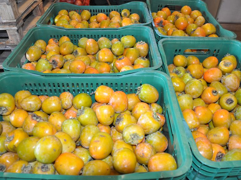 Caqui é uma das frutas mais procuradas nesta época do ano