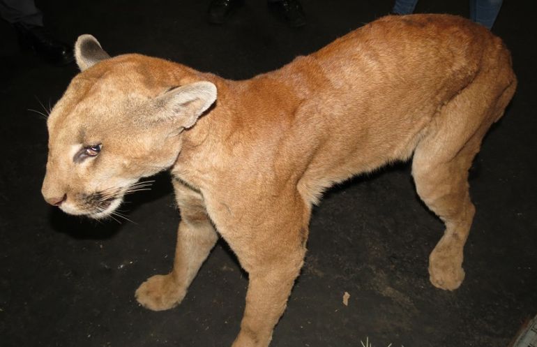 Jorge Zanoni / Cedida - Animal foi sedado por uma médica veterinária e morreu a caminho do hospital