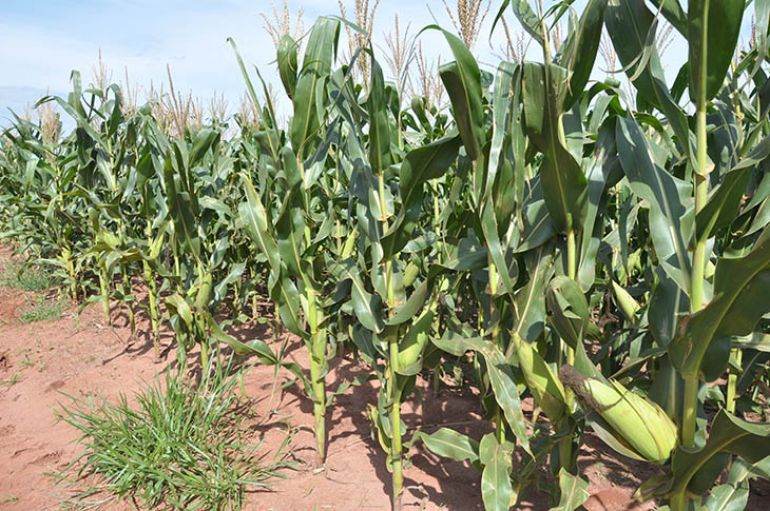 Arquivo - Área para colheita do milho deve ter 10.150 ha a menos nesta safra