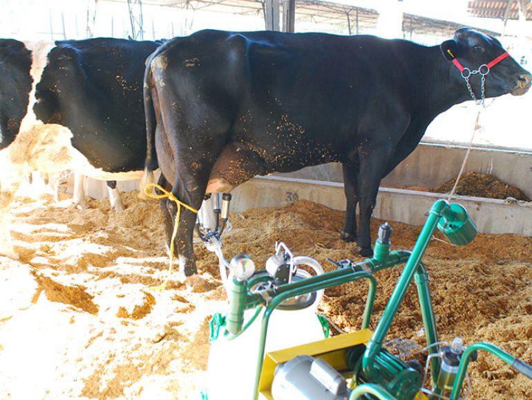 Arquivo - Uso do gado na 10ª RA tem sido misto, tanto para corte quanto para produção de leite