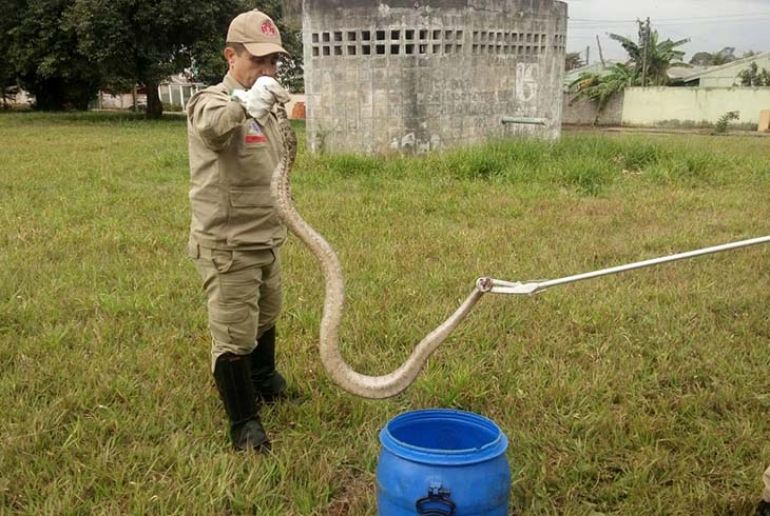 Corpo de Bombeiros - Réptil foi capturado e liberado por bombeiros em área verde