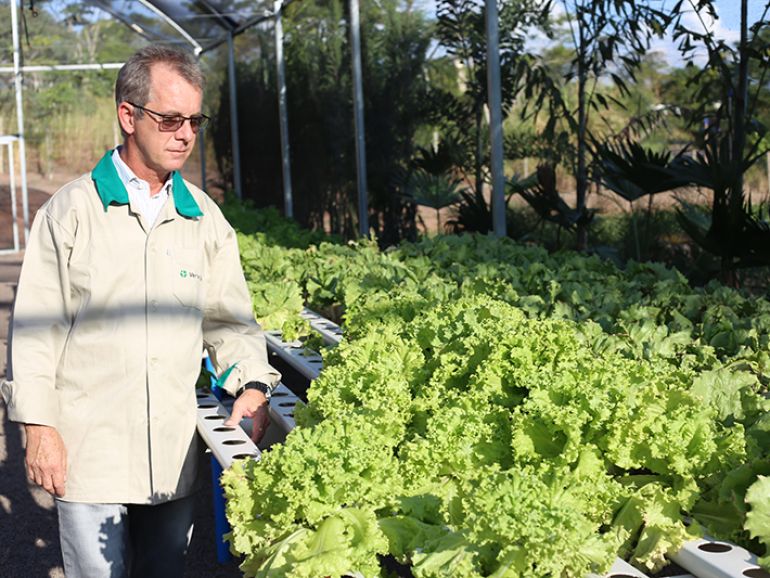 PRODUÇÃO O diretor da Ver Te Verde Ambiental, Junior Guadanuci, no viveiro de mudas, ervas e hortaliças