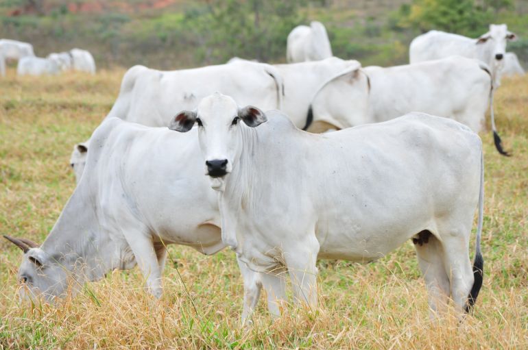 Arquivo - Pecuarista deve comprovar a vacinação pelo sistema informatizado Gedave