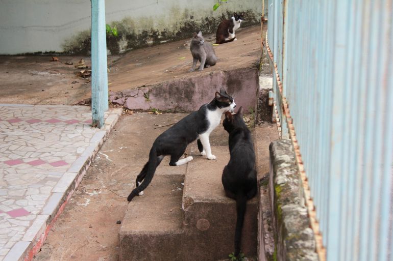 Arquivo - Na Vila Malaman, moradores dividem opiniões a respeito do excesso de gatos
