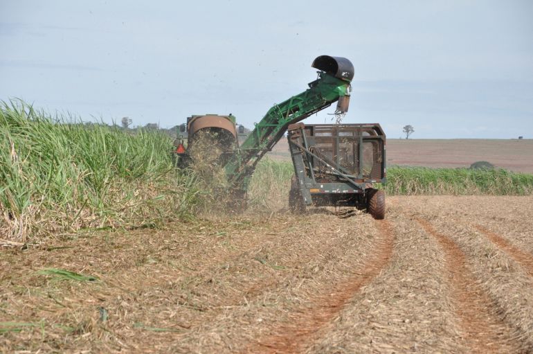 Arquivo - Estimativa do IEA é que 121.934 hectares de cana sejam para forragem na safra 2017/2018