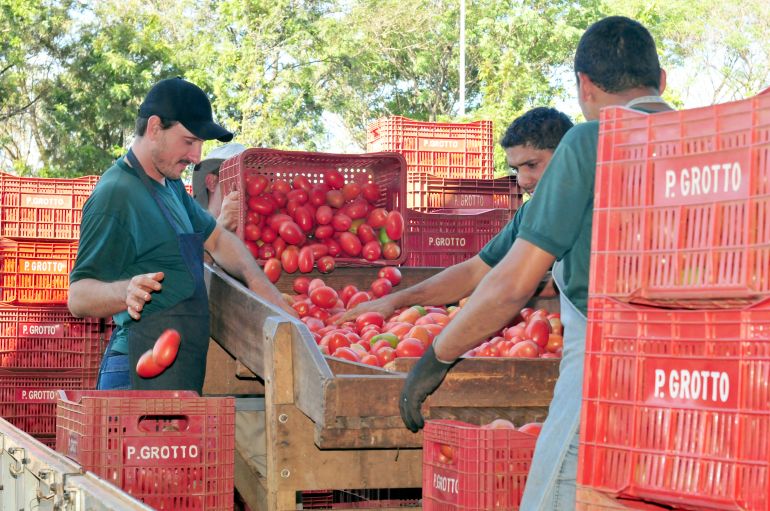 Arquivo - Comum na mesa dos brasileiros, tomate é um dos alimentos que mais possuem agrotóxicos