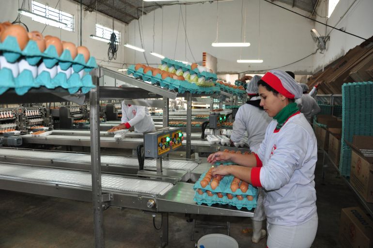 José Reis - Considerado alimento saudável e mais em conta, ovo tem espaço garantido na mesa da população