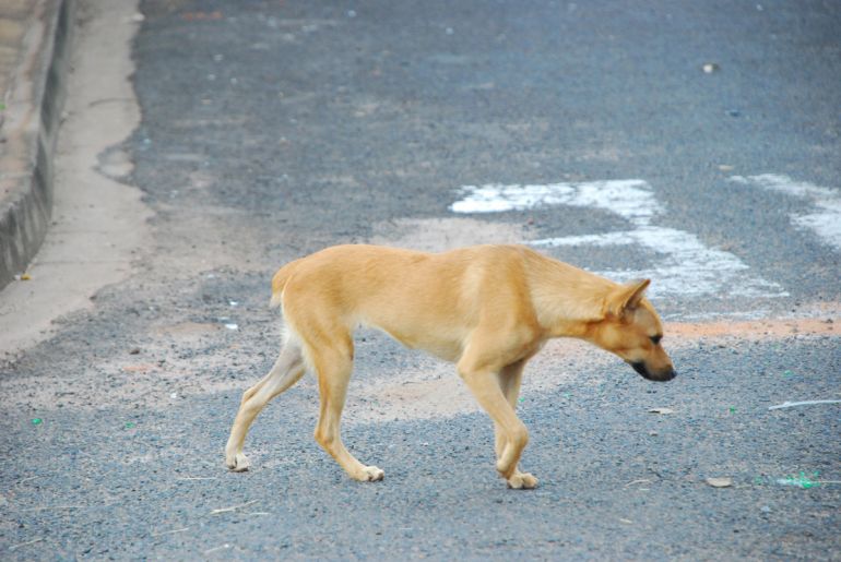 Arquivo - Número de cachorros com leishmaniose chega a 85; donos devem se atentar aos sintomas
