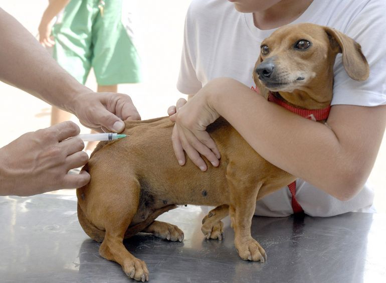 Arquivo - Animais devem ser levados pelos donos a um dos pontos para receber a vacina e ficar livre da doença
