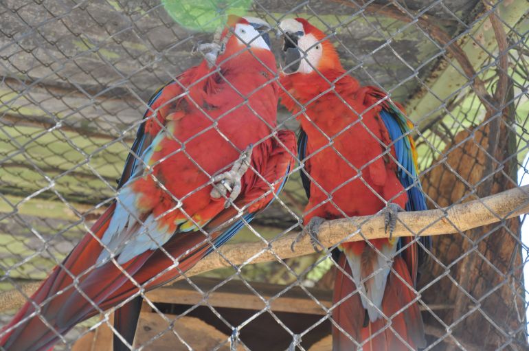 José Reis - Aves são consideradas os animais mais sensíveis ao tempo seco