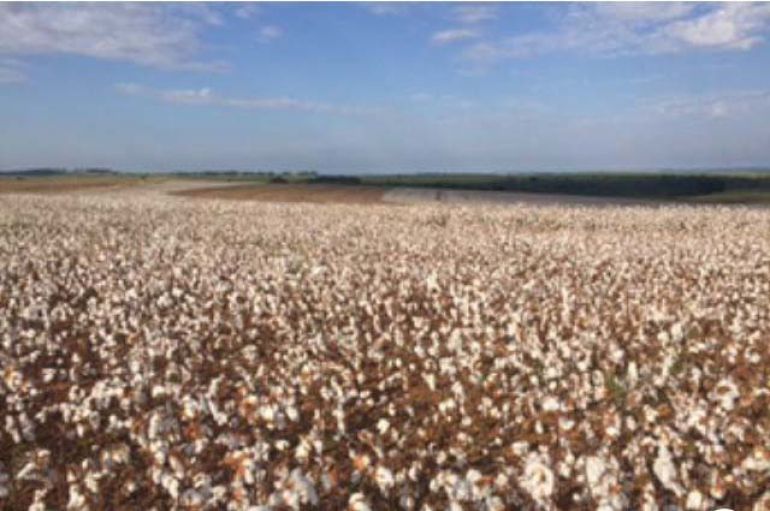 Cedida/Lucas Carneiro - Produção de algodão não possui perspectiva de aumento na região, segundo especialistas