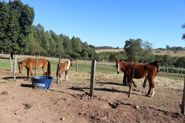 Prefeitura de Rancharia - Animais de grande porte, como cavalos e vacas, também são acolhidos pela instituição