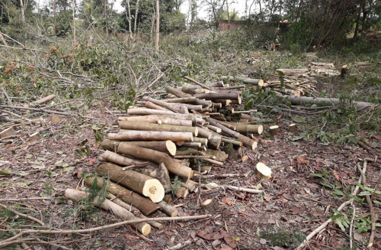 Polícia Militar Ambiental - Polícia contabilizou o corte de 22 árvores das espécies paineira e pau formiga, sem documentação