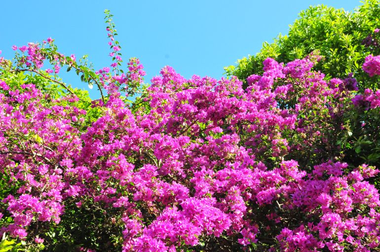 Marcio Oliveira - Primavera é conhecida como a estação das flores e tem início hoje, às 22h53