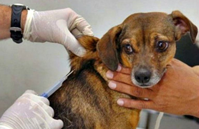 AI da Prefeitura de Venceslau - Embora a doença esteja controlada em cães e gatos, vacinação anual deve ser mantida