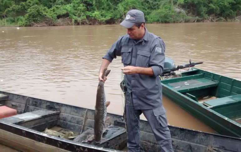 Polícia Militar Ambiental - Peixes foram soltos no Rio Aguapeí, após fiscalização da Polícia Militar Ambiental