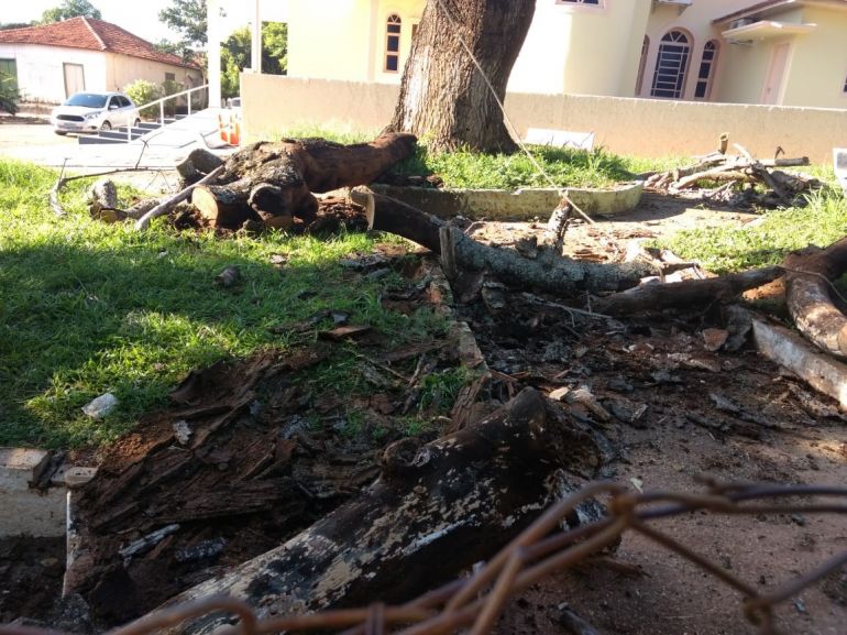 Cedida - Paineira corria risco iminente de queda e foi extraída na quinta-feira