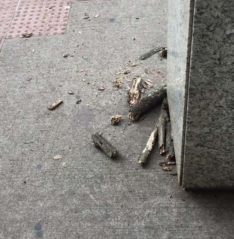Larissa Monguini/Cedida - Galho caiu de árvore e atingiu ombro esquerdo de mulher, no calçadão da Maffei