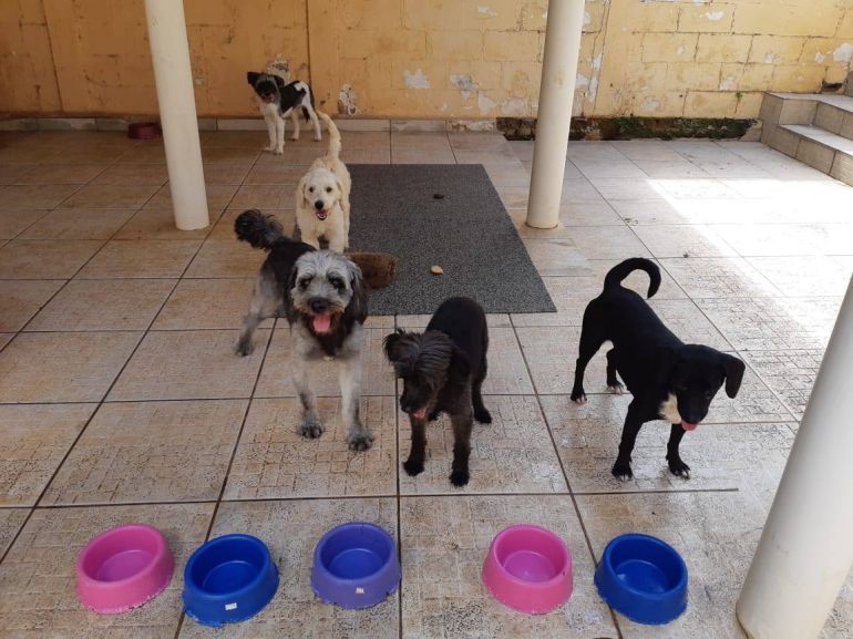 Arquivo pessoal/Cedida - Alimentação e abrigo  a animais são frutos de doação e ajuda de voluntários