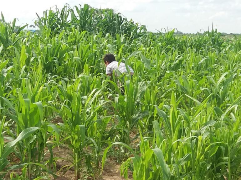 Cedida/Josué Roberto da Silva - Moradores da Fazenda Bandeirantes, em Paulicéia, promovem agricultura familiar